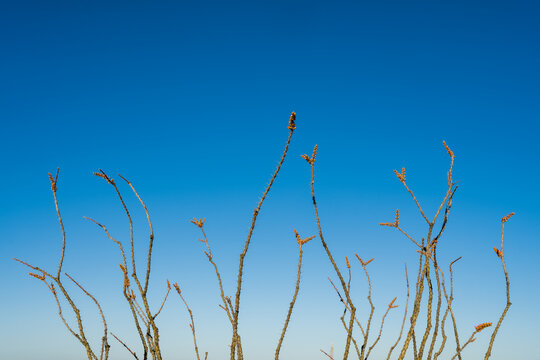 Ocotillo cactus, City of Rocks State Park, New Mexico