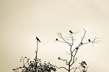 birds on a tree
