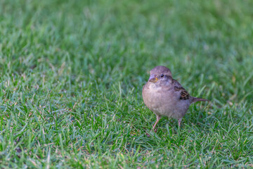 Spatz sitzt im Rasen