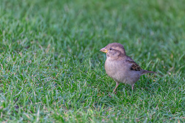 Spatz sitzt im Rasen