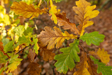 Fototapeta premium Autumn oak leaves in the park. Nature.