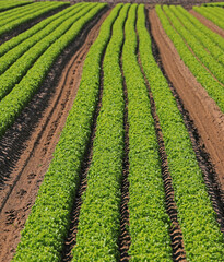 green heads of fresh lettuce in intensive cultivation on very fertile sandy soil