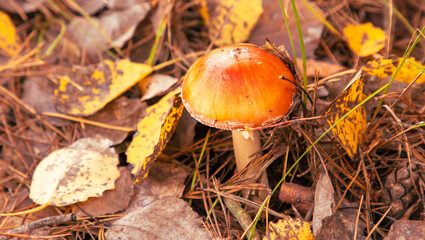 Poisonous mushroom in the ground in the forest in autumn