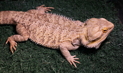 bearded dragon sitting on wood, angry lizard on black background, animals closeup. High quality photo