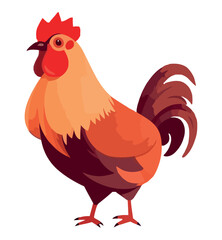 Cute rooster standing
