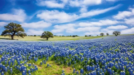 Fototapeten field texas bluebonnet prairies illustration s landscape, green meadow, flower spring field texas bluebonnet prairies © sevector