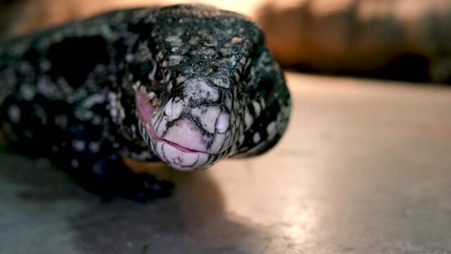 Close-up of a red tegu lizard, Tupinambis rufescens. Reptile, wildlife and animal concept. High quality 4k footage