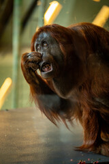 Brown Orangutan