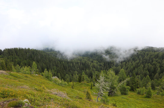 aerial view of forest with white fog