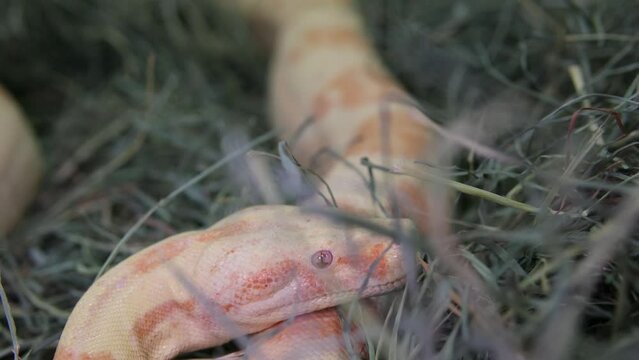 Footage of An Albino Ball Python snake in lying still and breathing, yellow white color, red eyes, young animals, Python regius, Albino Burmese pythons. High quality 4k footage
