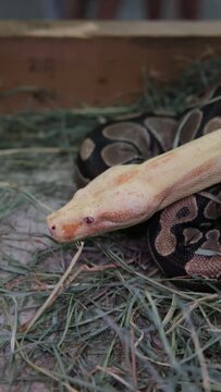Footage of An Albino Ball Python snake in lying still and breathing, yellow white color, red eyes, young animals, Python regius, Albino Burmese pythons. High quality 4k footage