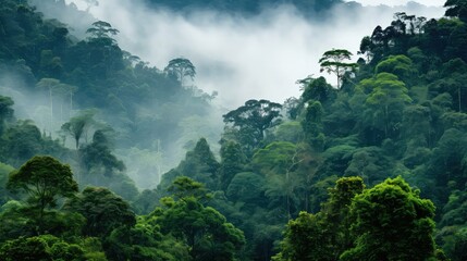 nature honduran cloud forest illustration tree honduras, landscape plant, wild summer nature...