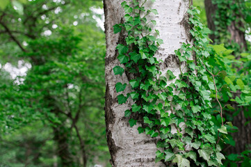 Green ivy on a white birch tree trunk