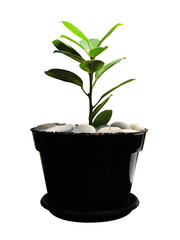 Green leafy potted house plant isolated 