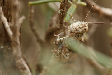 Saltamontes Trimerotropis camuflado en planta de romero en el Preventorio de Alcoi, España