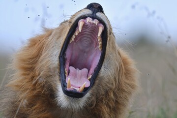 close up of a lion yawning 