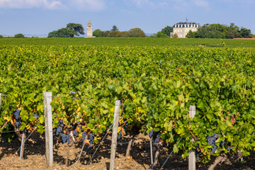 Typical vineyards near Chateau la Tour de By, Bordeaux, Aquitaine, France