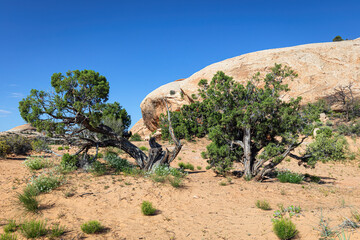 Utah Juniper trees on a hiking trail through the red sandstone of Canyonlands National Park in...