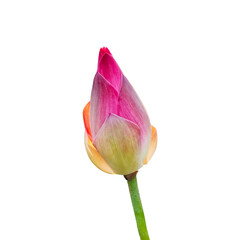 A close-up of a pink lotus flower bud. The lotus flower bud is closed and has not yet bloomed. The petals are a light pink color. The flower is on a green stem. Isolated.