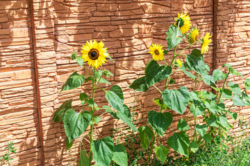 several sunflowers in front of rustic stone wall