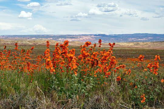 Close up of red wildflowers in the desert landscape of Utah.