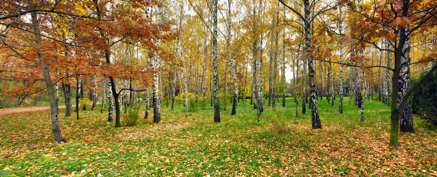  panoramic image of the autumn park in October