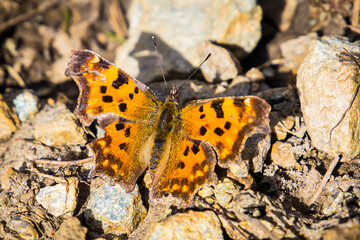 Butterfly Nymphalis polychloros sitting on the ground showing its beautiful wings