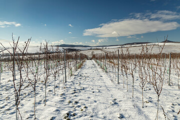 Landscape with vineyards, Slovacko, Southern Moravia, Czech Republic