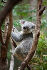 A Koala Bear (Phascolarctos Cinereus) In A Tree; Gold Coast, Queensland, Australia