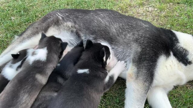 A group of Husky puppies eating isolated on a grass background