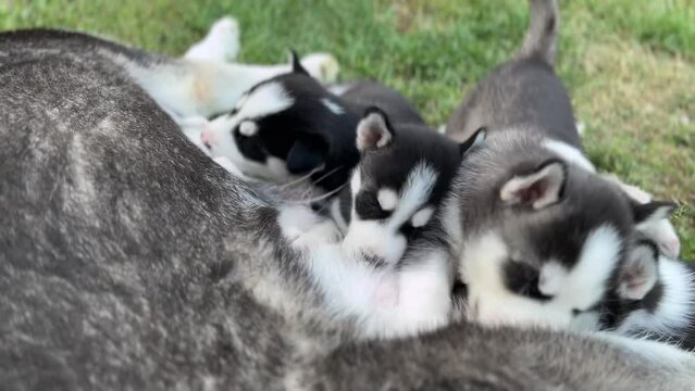A group of Husky puppies eating isolated on a grass background