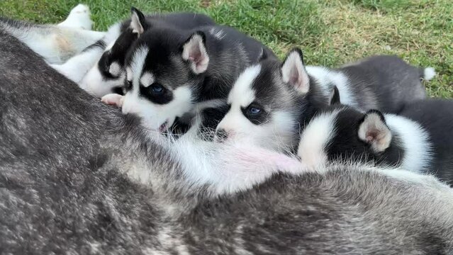 An outdoor closeup of Cute Siberian husky puppies eating isolated from green grass in the background