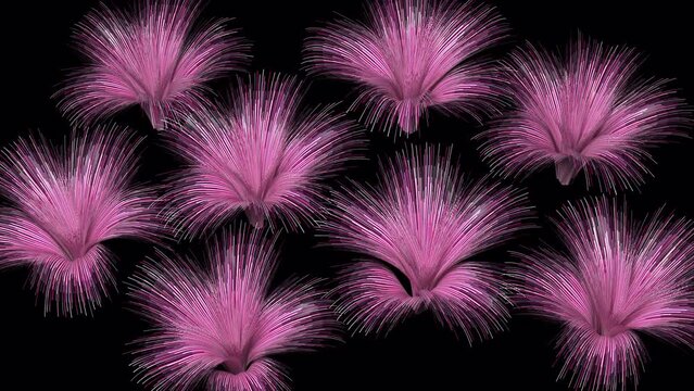 Blooming fantastic pink flowers. 3D animation
