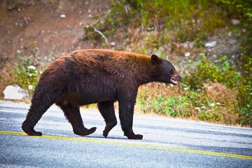 American Black Bear (Ursus Americanus) Crossing The South Klondike Highway; Skagway, Alaska, United...