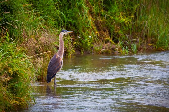 Great Blue Heron (Ardea Herodias) Standing At The Water's Edge By Tall Grass; Skagway, Alaska, United States Of America