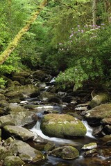 Owengarriff River In Killarney National Park In Munster Region; County Kerry, Ireland