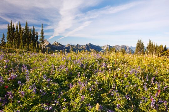 Tatoosh Mountains In Paradise Park In Mt. Rainier National Park; Washington, United States Of America