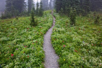 A Hiking Trail In The Fog In Paradise Park In Mt. Rainier National Park; Washington, United States...