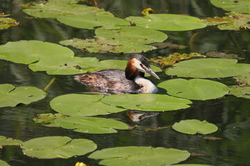Grebe on the water with large green leaves