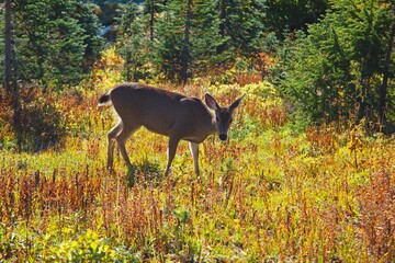 A Deer Walking In Paradise Park In Autumn In Mt. Rainier National Park; Washington, United States Of America