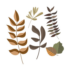 Set of different leaves in the form of a herbarium