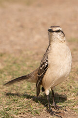 Sinsonte de ceja tiza , Mimus saturninus , mimidae, calandria grande, calandria común, tenca calandria