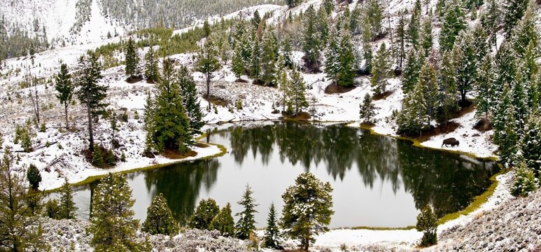 A Bison Walks Near A Small Lake Of Water In The Winter In Yellowstone National Park; Wyoming, United States Of America