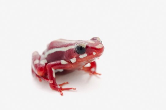 White-Striped Poison Dart Frog (Epipedobates Anthonyi)