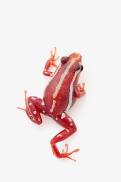 White-Striped Poison Dart Frog (Epipedobates Anthonyi)