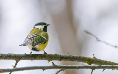 Great tit near National park Podyji, Southern Moravia, Czech Republic