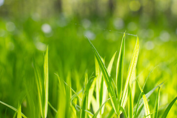 summer field with fresh grass