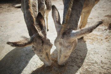 Donkeys Eating Grain; Tarifa, Cadiz, Andalusia, Spain