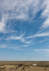 Feral Horses On The Plains Of North-Eastern New Mexico With Cirrus Clouds In The Sky; New Mexico, United States Of America