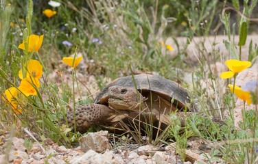 Desert Tortoise (Gopherus Agassizii) Passes A Gold Poppy (Eschscholzia Sp.) In Rocky Desert Upland;...